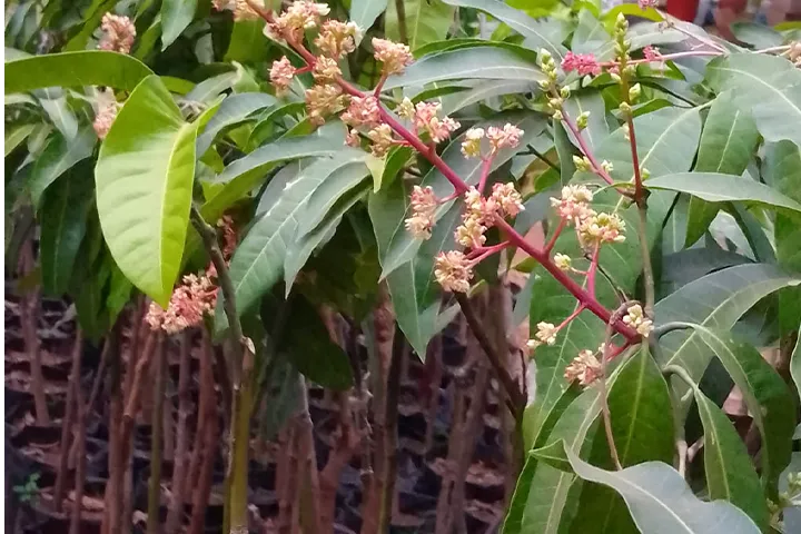 Selection des variété de manguiers pour une ferme agricole confiée a Sweet Home Deco & Services en 2025.