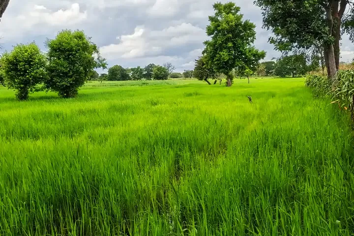 Champ de riz dans la zone de Bobo. Sweet Home Deco & Services